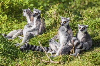 Four ring-tailed lemurs (Lemur catta) sit in the green, tall grass and preen each other