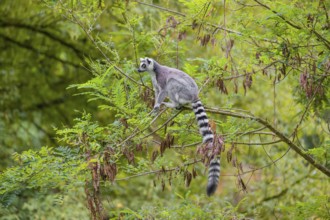 A ring-tailed lemur (Lemur catta) stands high up on a branch of tree with fresh green leafs