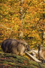 A male and a female Himalayan tahr (Hemitragus jemlahicus) stand on a rock. A dense autumnal forest