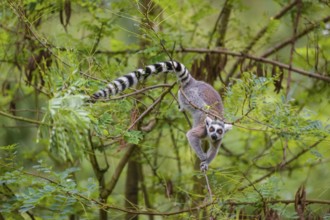 A ring-tailed lemur (Lemur catta) stands high up on a branch of tree with fresh green leafs