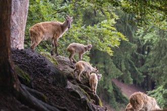 A female Himalayan tahr (Hemitragus jemlahicus) stands on a rock with a group of young. In the