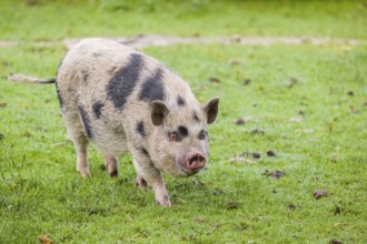 A Thuringian mini pig, Sus scrofa domesticus, stands in a meadow, searching for food