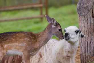 A female Llama (Lama guama) and a Red deer calf (Cervus elaphus) being friends