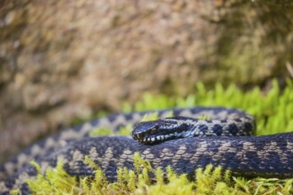 One Vipera berus, the common European adder or common European viper, creeps over moss and rocks