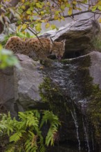 A Eurasian lynx (Lynx lynx) drinks water above a small waterfall