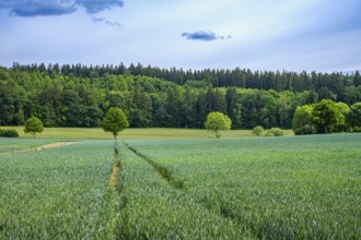 Agricultural landscape with ripening grain field on the Swabian Alb near Würtingen, St. Johann,