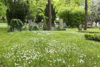 Blooming daisies (bellis perennis) between graves, Trinitatisfriedhof Riesa, Saxony, Germany,