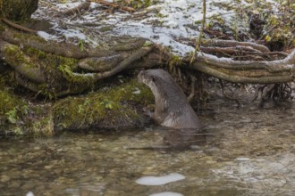 One Eurasian otter (Lutra lutra), sitting in the water at a frozen river bank in winter