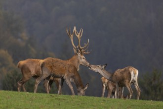 The kiss. One Red Deer stag (Cervus elaphus) and a doe kissing each other. A forest in fall foliage