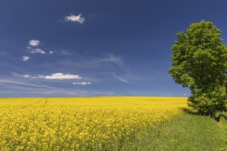 Flowering field of Rapeseed (Brassica napus) on a sunny day with blue sky, green trees and some