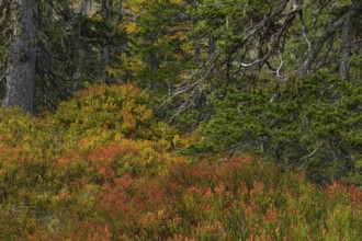 View of an autumnal virgin forest with small ponds, dead trees and heather. Hohe Tauern NP, Kolm