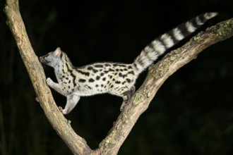 Common genet (Genetta genetta), climbing on a tree wildlife in a forest, Montseny National Park,