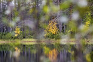 Autumn lakeside, Finland, Europe