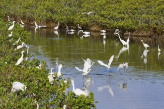 Great Egret (Egretta alba), Great White Egret (Egretta thula), group of birds gathering in a green