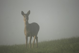 Roe deer (Capreolus capreolus) secured in dense fog in the meadow, Allgäu, Bavaria, Germany,