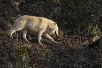 One adult Arctic wolf (Canis lupus arctos) walking through a forest on hilly ground