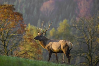 An Altai maral stag, Altai wapiti or Altai elk (Cervus canadensis sibiricus) stands on a meadow in