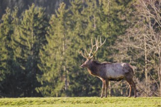 An Altai maral stag, Altai wapiti or Altai elk (Cervus canadensis sibiricus) stands in a meadow in