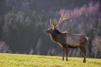 An Altai maral stag, Altai wapiti or Altai elk (Cervus canadensis sibiricus) stands in a meadow in