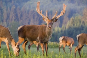 An Altai maral stag, Altai wapiti or Altai elk (Cervus canadensis sibiricus) and some grazing hinds