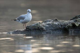 Black-headed Black-headed Gull (Chroicocephalus ridibundus), in a sable plumage, resting on a