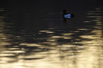 Tufted Duck (Aythya fuligula), drake, backlit, at sunrise, Heiligenhaus, North Rhine-Westphalia,