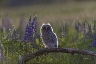 One young long-eared owl (Asio otus), sitting on a branch that is lying in a field of flowering