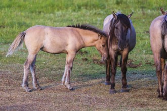 A herd of tarpans (Equus ferus) stands in a clearing in the Masuria tarpan horse reserve, belonging