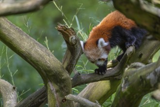 One red panda, Ailurus fulgens, walking over a branch of a dead tree. Fresh green vegetation in the