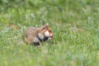 One European hamster (Cricetus cricetus), Eurasian hamster, black-bellied hamster or common