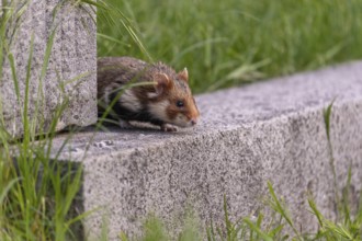 European hamster - Cricetus cricetus