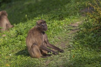 Two female Gelada (Theropithecus gelada), or bleeding-heart monkey grazing on a green meadow