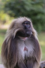 Portrait of an adult male Gelada (Theropithecus gelada), or bleeding-heart monkey