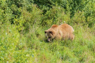 One adult male eurasian brown bear (Ursus arctos arctos) walking over a green meadow on hilly