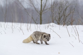 One arctic fox (Vulpes lagopus), (white fox, polar fox, or snow fox) running over a snow covered