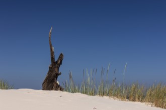 Lacka dune in the Slowinski National Park, a national park in Pomeranian Voivodeship in northern