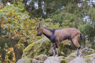 One female bezoar ibex (Capra aegagrus aegagrus) stands at a forest edge on hilly ground