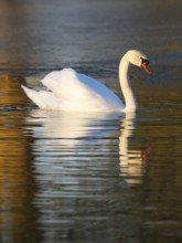 Mute Swan, (Cygnus olor), adult male, swimming on a lake, with its reflection in the water, with