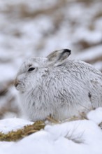 Mountain hare, alpine hare, snow hare (Lepus timidus) in white winter pelage resting in the hills