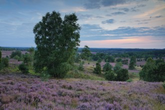 Dawn at Wilseder Berg in the Lüneburg Heath nature park Park, Lower Saxony, Germany, Europe