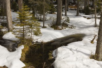 Lake Grosser Arbersee in late winter. The lake and the adjacent forest are snow covered. Germany,