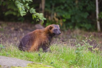 A wolverine (Gulo gulo) sits on a green meadow at a forest edge