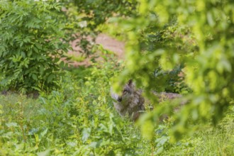 An adult male gray wolf (Canis lupus lupus) runs across a green meadow in hilly terrain