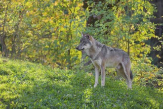 A eurasian gray wolf (Canis lupus lupus) stands on a meadow on a hill with a colourful foliage in