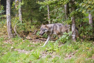 A eurasian gray wolf (Canis lupus lupus) leaves the forest and runs into a meadow