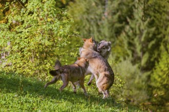 Three eurasian gray wolves (Canis lupus lupus) play with each other on a meadow on a hill