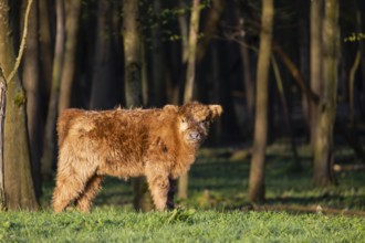 A Highland calf (Bos primigenius taurus) stands at a forest edge