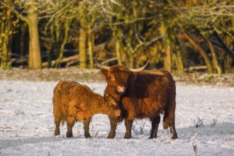 A highland calf (Bos primigenius taurus) cuddles with its mother on a snow-covered pasture