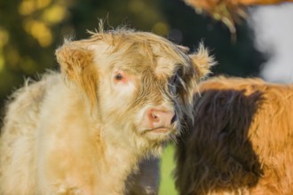 Portrait of a Highland calf (Bos primigenius taurus) in the first light of the day