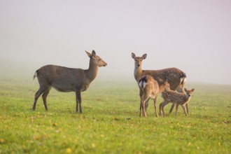 Two female sambar deer with two fawns (Rusa unicolor) standing in a meadow in dense fog